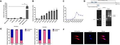 Long Non-coding RNA H19 Regulates Porcine Satellite Cell Differentiation Through miR-140-5p/SOX4 and DBN1